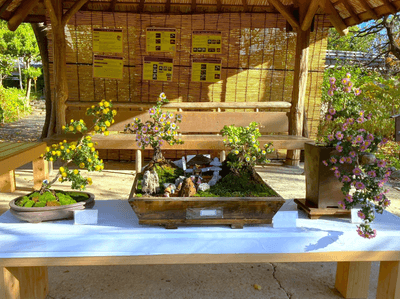 古典菊・菊盆栽の展示