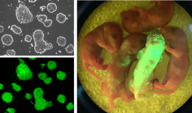 図 新規無血清DARP培地で樹立されたマウスES細胞(左)とキメラマウス(右) 蛍光タンパク質であるGFPを恒常的に発現するマウスの初期胚(胚盤胞)から新規無血清DARP培地を用いてES細胞を樹立した(左/上段:位相差写真、左/下段:蛍光写真)。ラミニンコート培養皿上での長期培養を経て、マウス8細胞期胚と凝集培養。仮親の子宮への移植によりキメラ個体を形成(右/写真中央:GFP陽性のES由来細胞が全身に分布したキメラ個体が確認できる)。
