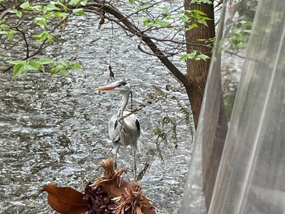 運が良ければ水浴びするアオサギの「しんちゃん」にも出会えます！