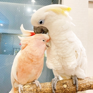 ことりすまいるスタッフの桃太郎(左)と銀次郎(右)