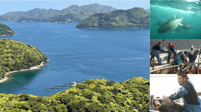 養殖には好条件が揃う若松瀬戸