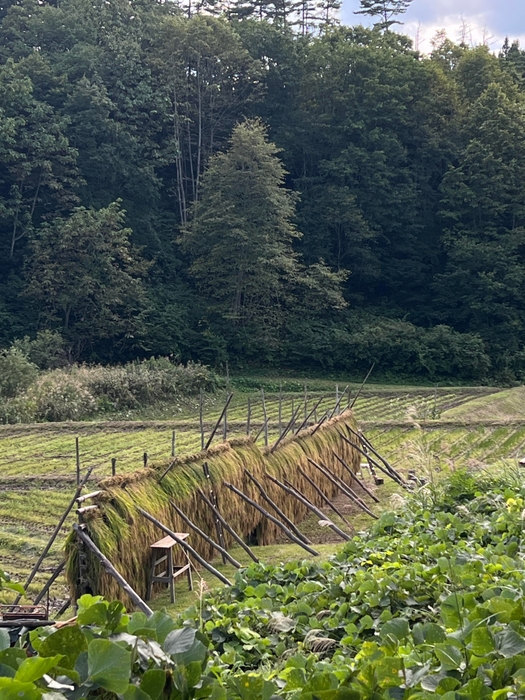 はさがけの様子(1)