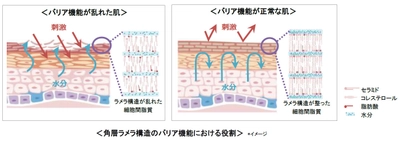 「セラミド含有ラメラ製剤」が角層のバリア機能を 向上させることを明らかに　 ～角層ラメラ構造の規則性が高まることを発見～　 第46回日本香粧品学会にて発表