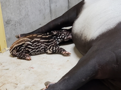 EEt8AbFDV4EfzDsvG6t9.jpg?w=940&h=940