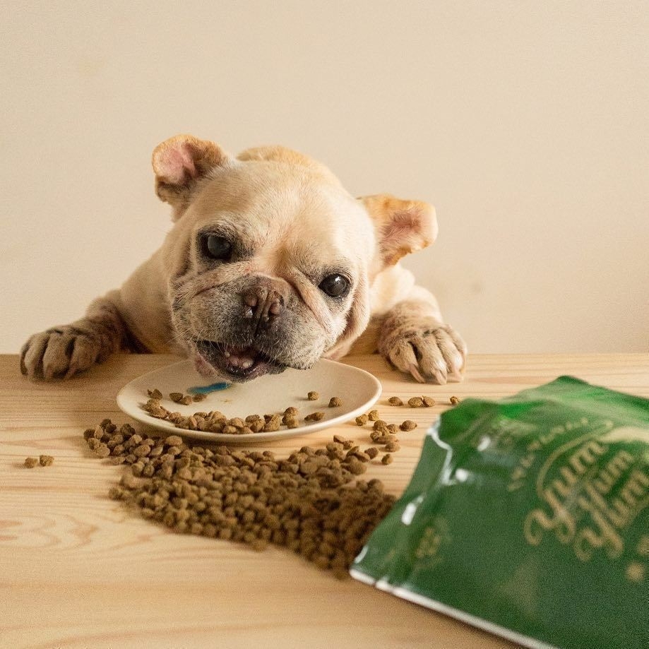 飼い主の食欲もそそる香りひろがるドッグフード11/15発売 愛犬とごはん