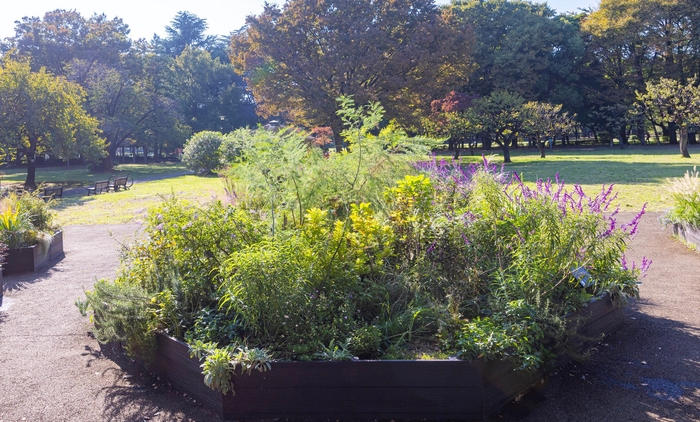 Dガーデンの様子(11月)