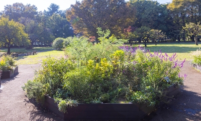 Dガーデンの様子（11月）