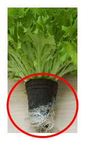 EGzFrbqvF98rKOZjkF8z.png?w=940&h=940