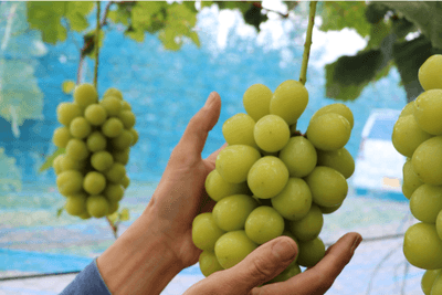 EHP5CKbzpGhzoiSurpix.png?w=940&h=940