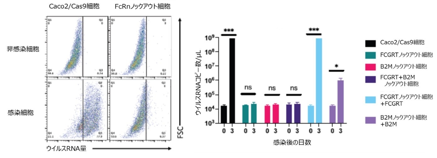 左図:胎児性Fc受容体のサブユニットをコードする遺伝子、FCGRTをノックアウトしたCaco2/Cas9細胞では、古典的ヒトアストロウイルス4型のウイルスRNA増幅が阻害されている。 右図:胎児性Fc受容体をコードする2つの遺伝子、FCGRTとB2M、を単独に、あるいは両方ノックアウトすると、古典的ヒトアストロウイルス1型の感染が阻害される。FCGRTノックアウト細胞に対してFCGRT遺伝子を導入・発現させるとウイルス感受性が復活した。B2M遺伝子でも同様であった。
