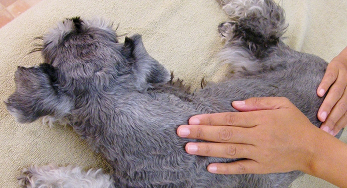 ドッグアロマトリートメント(マッサージ)