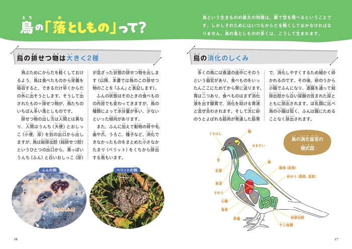 鳥の「落としもの」って?