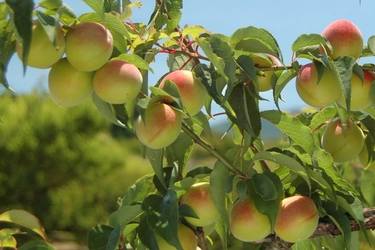 産地直送通販サイト「ＪＡタウン」で 和歌山県の「南高梅」の販売開始！