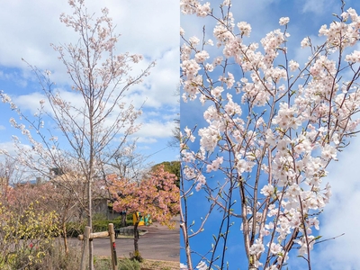 ※昨年のジンダイアケボノの様子