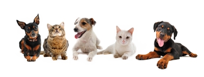 EQtEJQs9da6QLiz0EnTO.jpg?w=940&h=940