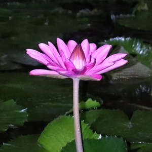 熱帯スイレン（夜咲き）