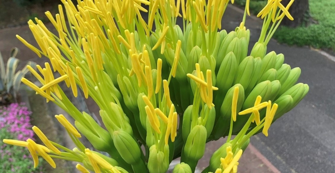 開花した様子のアップ(2024年7月11日撮影)