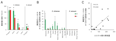 図2 トウガラシのchinense種およびannuum種における香りと遺伝子の調査　（A）果実におけるエステル類の揮発量はchinenseの辛味品種（Pungent）で多く、annuumでは少ない。chinenseのpAMTの変異系統では辛味品種と同等で、CaKR1の変異系統では少ない。（B）AAT1の遺伝子発現量はchinenseで高く、annuumでは低い。（C）AAT1の果実での遺伝子発現量はエステル類の揮発量と正の相関を示す。図中の緑は未熟果実、赤は成熟果実のデータを示す。