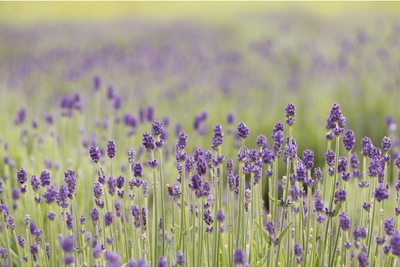 EWxEXWoFZ9vHvS6jmwKQ.jpg?w=940&h=940