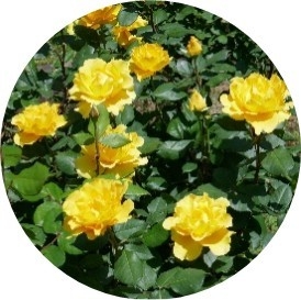 EXadIC1w0KwGTdWskwAl.jpg?w=940&h=940