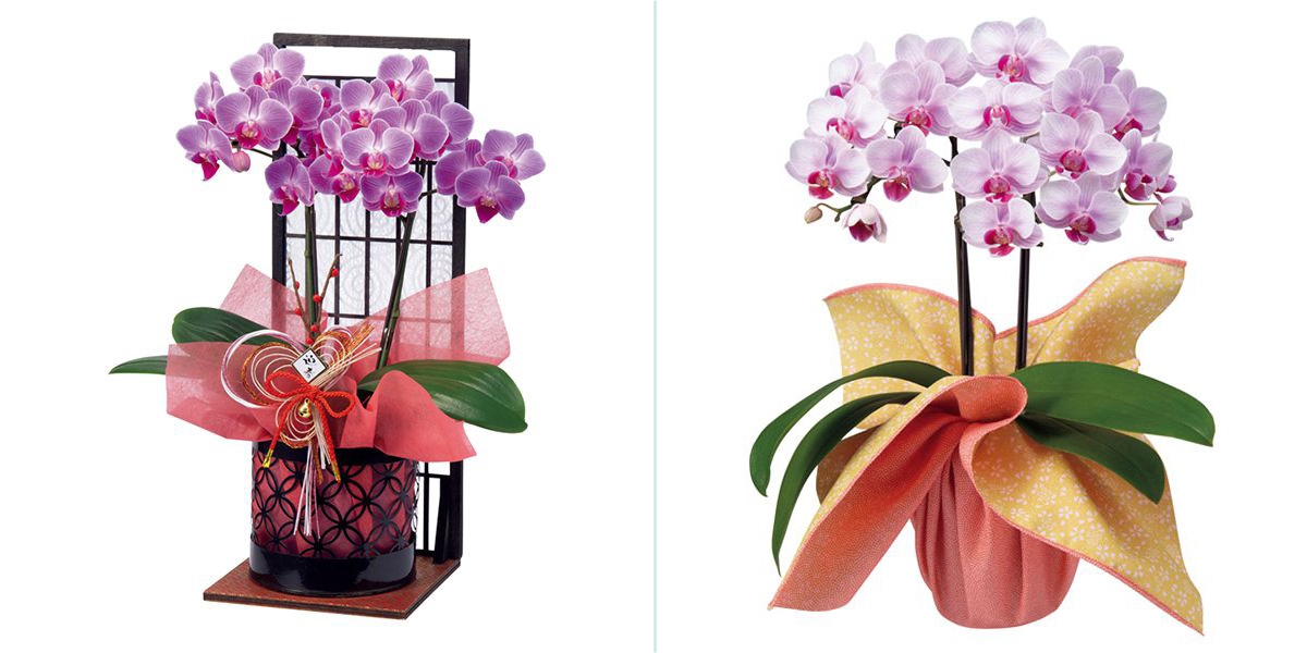 【お歳暮ギフト】産地直送のオリジナルフラワーを送りませんか !シクラメンは奈良県から、胡蝶蘭は千葉県からまごころを込めてお届けします