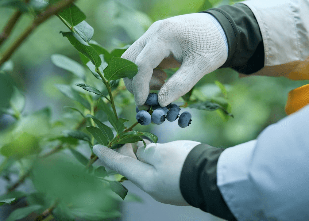 毎朝収穫したばかりのブルーベリー