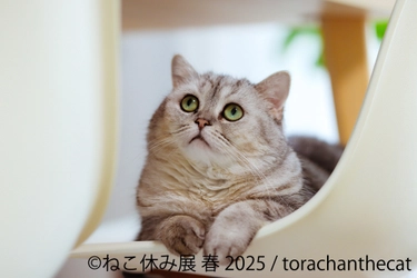 10周年のねこ休み展、名古屋で2年ぶりの春開催♪ 春らしい癒しの展示作品はオール新作！5/3(土)～開催