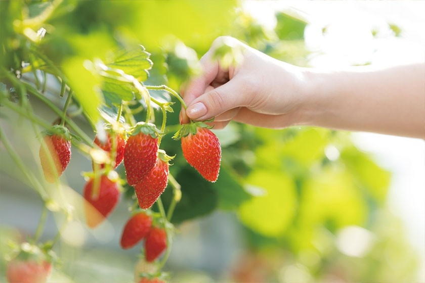 いちご狩り(山梨県 笛吹市)