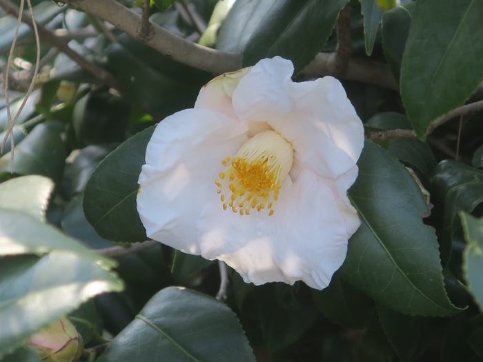 月見車(ツキミグルマ)