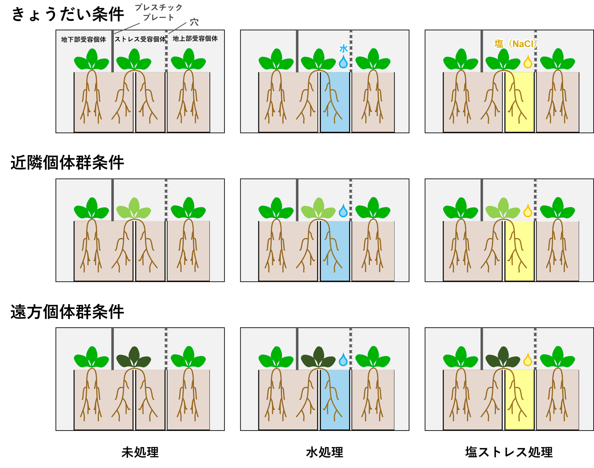 図2.実験デザインの概要。植物の色の違いは遺伝的な違いを示す。