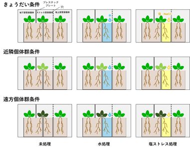 図２．実験デザインの概要。植物の色の違いは遺伝的な違いを示す。