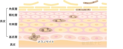 【レチノールの疑問】シミが増える？紫外線との関係性？を医学博士が解説！