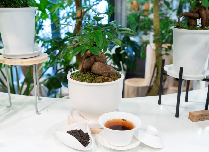 タピオカミルクティー発祥の台湾カフェ「春水堂(チュンスイタン)」×観葉植物専門店「REN」