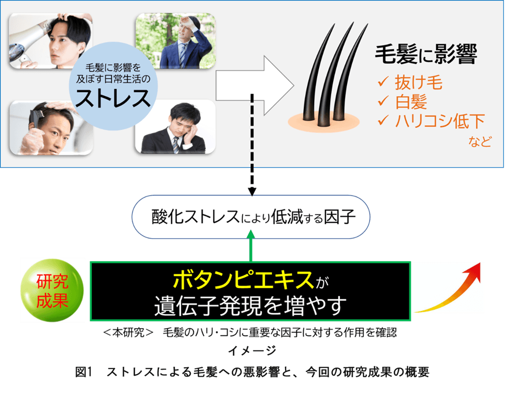 毛髪への悪影響を軽減させる可能性