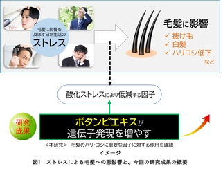 毛髪への悪影響を軽減させる可能性