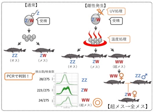 図1 全メス生産の流れ。チョウザメは通常の交配によりオス(ZZ)とメス(ZW)が生まれ、雌性発生を行うとそれらに加えて超メス(WW)も生まれる。超メス(WW)とオス(ZZ)が交配すると、その子は全てがメスになる。今回開発したPCR検査法(図中央下の波形)により、超メス(WW)を判別することが可能となった。