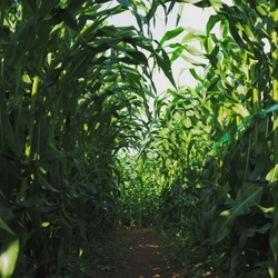 山形・月山高原「5万本のとうもろこし巨大迷路」を8/24まで開催