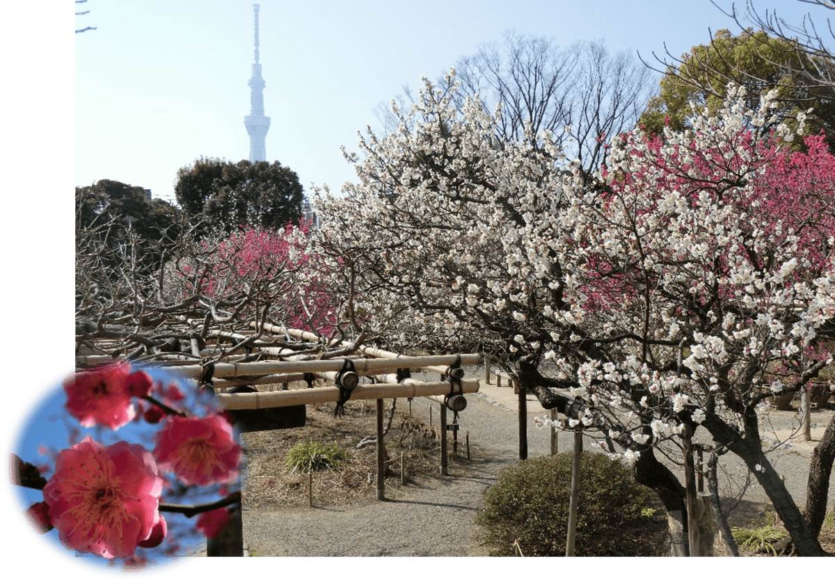 【向島百花園】 2月11日(土)～3月5日(日)　 『梅まつり』開催 ～梅花彩る江戸花屋敷～