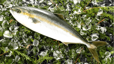 ブリとヒラマサのハイブリッド種「ブリヒラ」