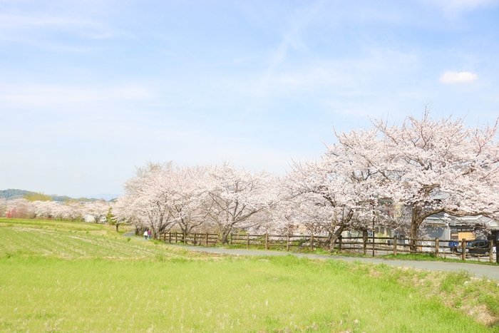 明日香村_風景[春]