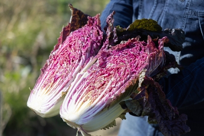 「虹色畑」と呼ばれる、山田農園のカラフル野菜（宮城県仙台市）