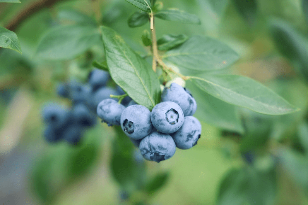 宝石のような輝きを放つ、希少な大粒ブルーベリー