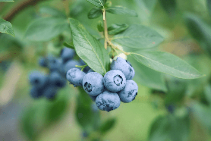 宝石のような輝きを放つ、希少な大粒ブルーベリー