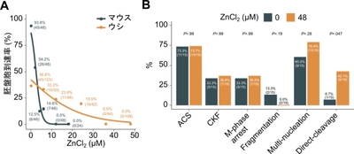 図5　ウシ胚及びヒト胚に対する亜鉛の影響
