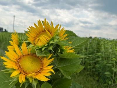 FRCNx8iOatRQG6Dfe64p.jpg?w=940&h=940