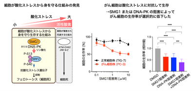 【左】図1　SMG1/DNA-PK-NRF2経路（図左）・【中央】図2　SMG1阻害剤投与による細胞の生存率の変化・【右】図3　SMG1阻害剤およびDNA-PK阻害剤の投与によるがん細胞の生存率