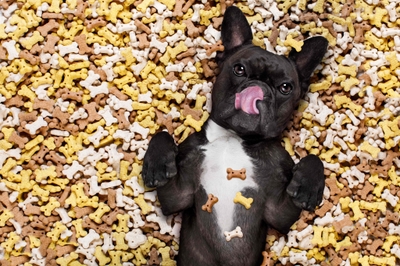 犬の健康を維持するためには、6大栄養素をバランスよく摂取する必要があります。