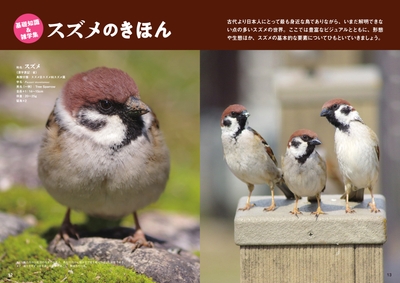 スズメのきほん