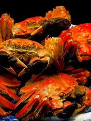 “秋の美食、ここに極まる”麻布十番の本格中華「シーファン」、 待望の【上海蟹特別コース】を10月14日より期間限定で提供開始