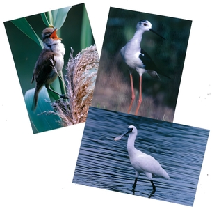 FeqkRLTUCXqZUaxsAm7e.jpg?w=940&h=940